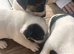 Jack Russell Puppies for Sale Swansea