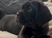 Cane Corso Puppies