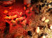 Happy, healthy, day old sexed pullets