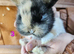 Mini lop babies