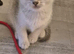 Scottish fold kittens for sale