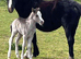 Cracking Welsh section A Brood mare