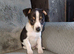 Jack Russell puppies