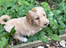 Golden doodle puppies looking for a family home from 5th July ️