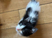 Ragdoll x tabby