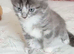 Gourgeous kittens for sale!!!