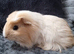 2 Guinea Pig boys