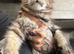 Maine Coon Girl Kittens. Ready Now