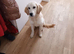 Golden retriever female