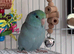 Hand Tame Beautiful Baby Male Parrotlet