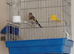 2026 goldfinches
