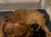 Dachshunds cross puppies