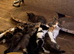 Lovely kittens
