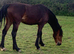Registered Welsh D 2 years old