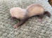 Ready start of July ferrets