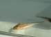 Axolotl