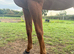 Gorgeous all rounder 16.2 gelding