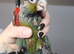 Hand reared baby conures