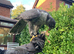 Male gyr falcon