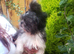 Shih Tzu puppies