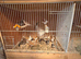 Bengelese silver bill + 2zebra finches 28 in total