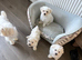 Maltipoo tea cup