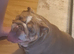 English bulldog female