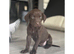 ONLY 4 LEFT Kc registered Labradors