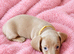 Miniature dachshunds health clear