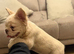Fluffy Frenchie Cream HEALTH CLEAR