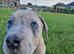 Beautiful Cane Corso cross Indian Mastiff puppies