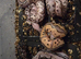 3 x royal python babies
