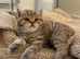 Stunning Golden Tabby British Shorthair boy