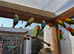 Opaline Fischer Lovebirds