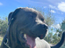PROVEN CANE CORSO STUD AVAILABLE