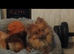 Pomeranian chocolate female