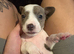 Staffordshire bull terrier x Dachshund