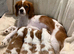 Cavalier king charles spaniel puppy boy