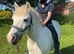 12hh first pony