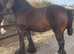 Top bred Gypsy Vanner mare