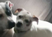 6 month old female Jack Russell