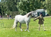 Welsh Section B Mare for Sale