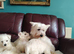 Beautiful West Highland terrier