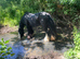 Heavy weight cob mare 14.3