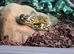 2024 Female King Rat snake