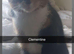 2 sister cats for sale
