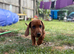 Last male dachshund puppy