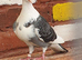 Saddle racing pigeons for sale