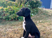 Sprollie Pups 1 Boy left
