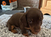 2 Chocolate Miniature Dachshund Boys | Home Raised | Ready Soon